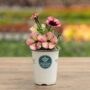 Petunia – Crazytunia Blackberry Jam – 4.5″ Pot